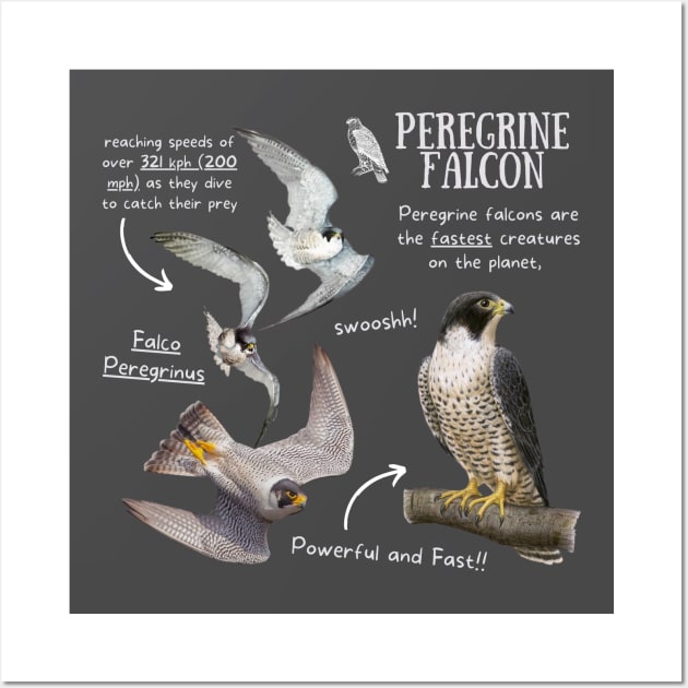 Animal facts - Peregrine Falcon Wall Art by Animal Facts and Trivias